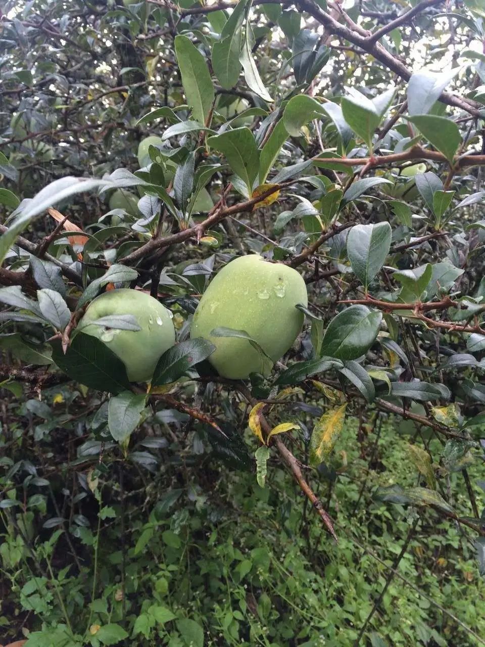 植物世界丨40种农村野果子,有的美味,有的剧毒,有的漂亮做盆栽