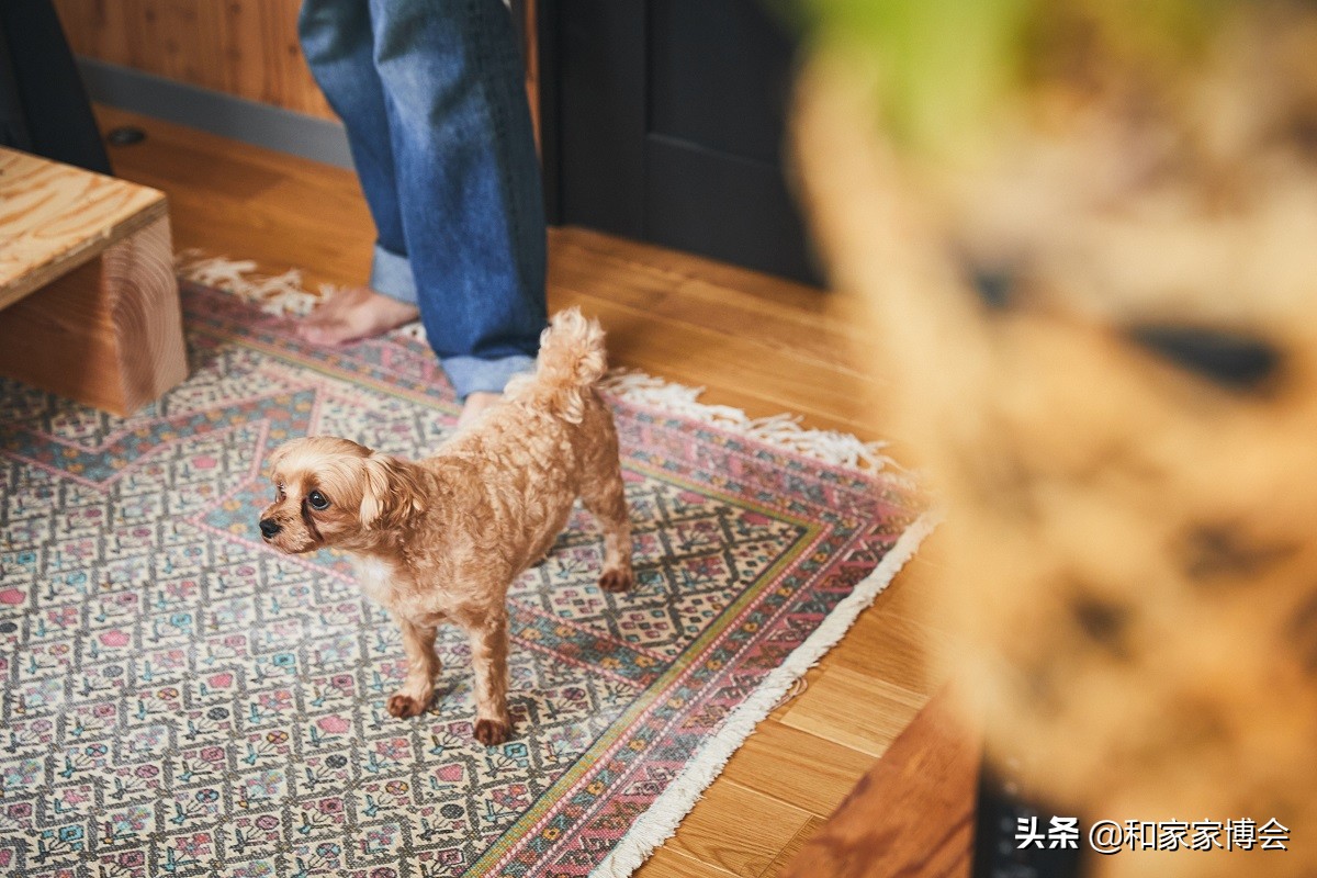 绿色植物助力“邻里关系”| 美式风格的老房翻新装修