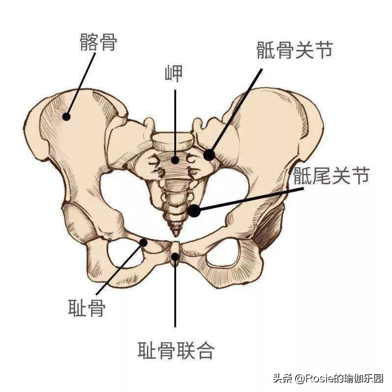 贾静雯被催生4胎？拼二胎的你漏尿了？盆底肌修复做好这几点