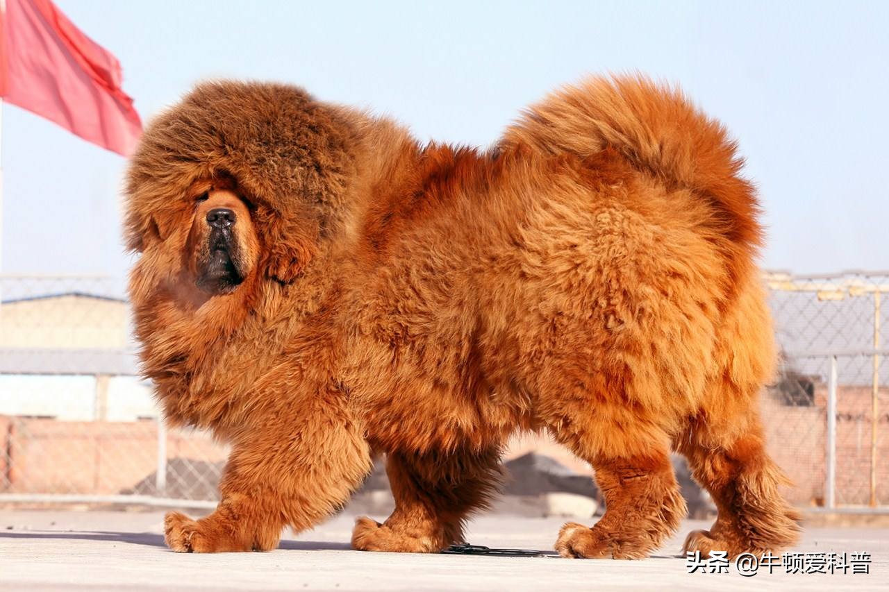 世界最大的狗(世界10大超大型猛犬,藏獒在它们面前像玩具,你见过最大