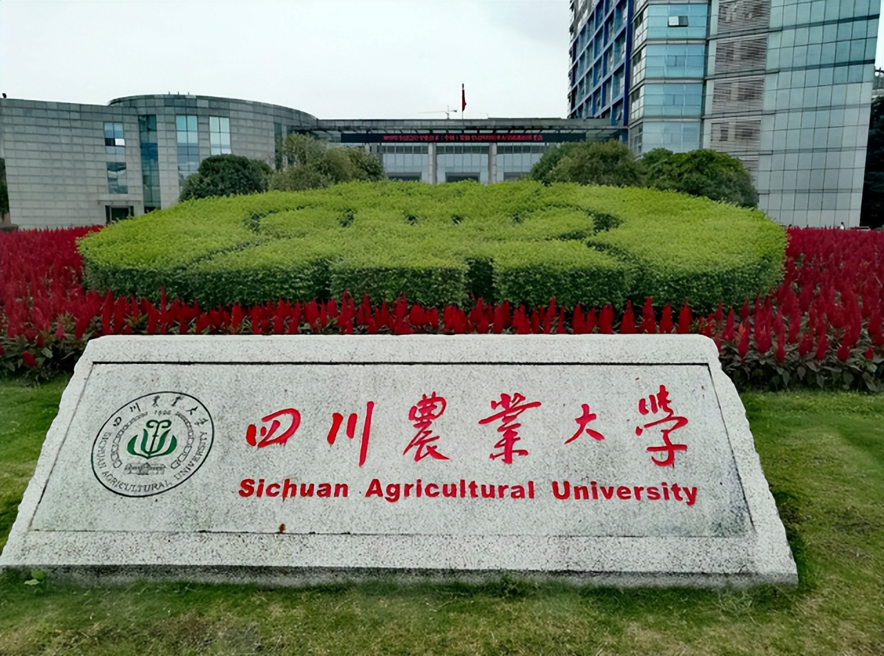 厉害！川农大一女生宿舍全员考研上岸，网友却嘲讽：全是天坑专业