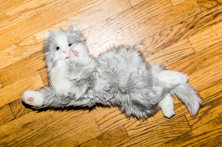 以后陪伴我们的，可能会是超可爱的索尼机器狗