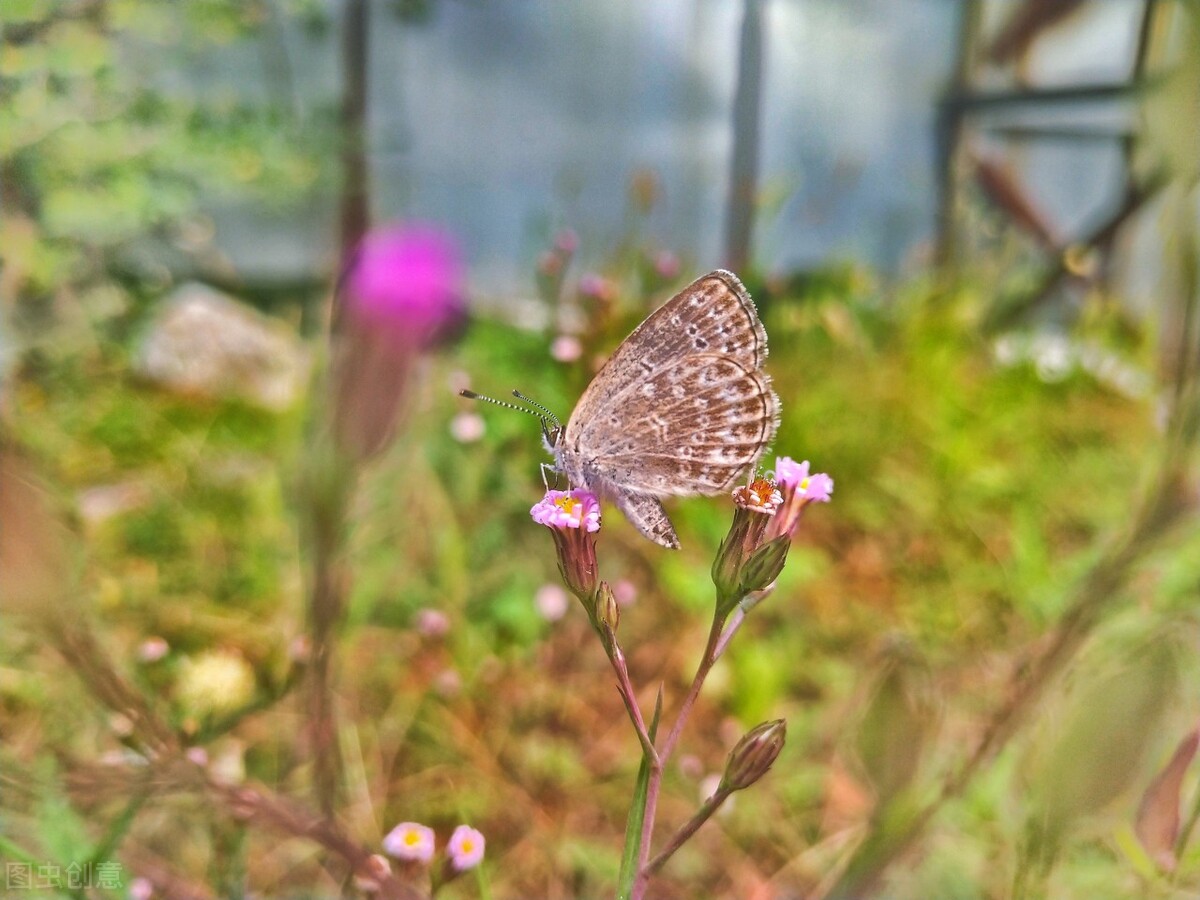 十五年前火爆全网的《断桥残雪》，你真的听懂了吗？