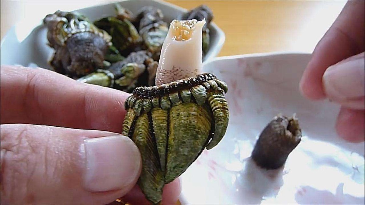 触手一个海豚多少钱藤壶对动物伤害有多大