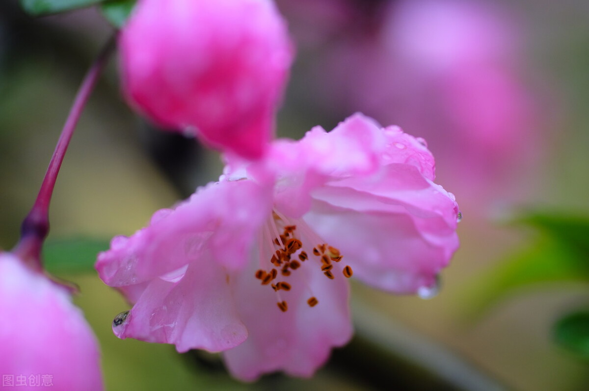 6首唯美经典的海棠花诗词：只恐夜深花睡去，故烧高烛照红妆