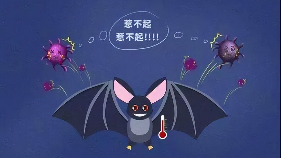 蝙蝠携带病毒上千种，包括冠状病毒，人类为何不消灭蝙蝠？