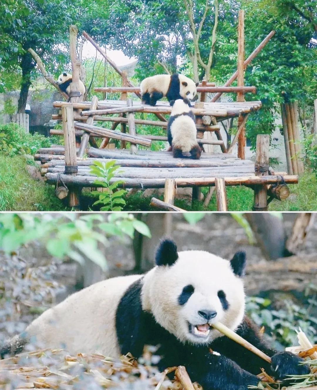 「成都的名片」大熊猫基地