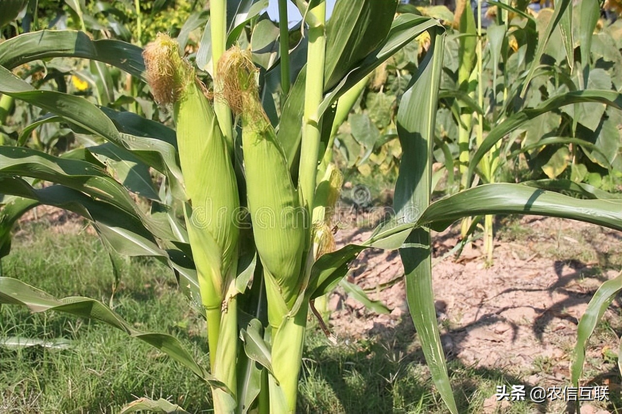 最新玉米价格行情丨小麦大涨带动，玉米又上3000元