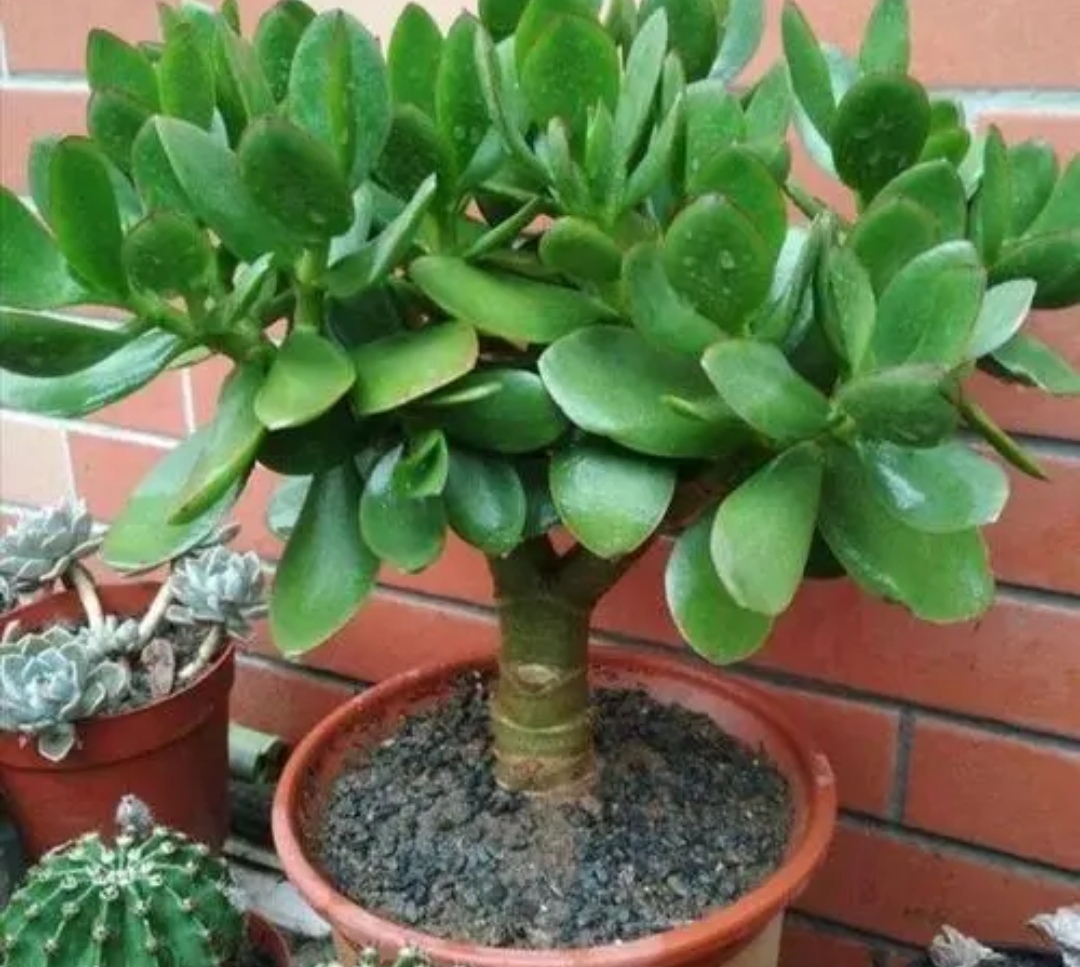 玉树怎么养玉树的正确养殖5个要点介绍