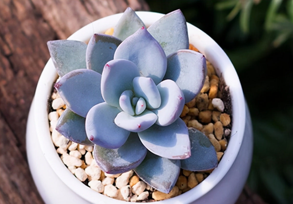 41,霜之朝40,特玉莲39,五十铃玉38,子宝37,玉吊钟36,爱之蔓35,大和锦