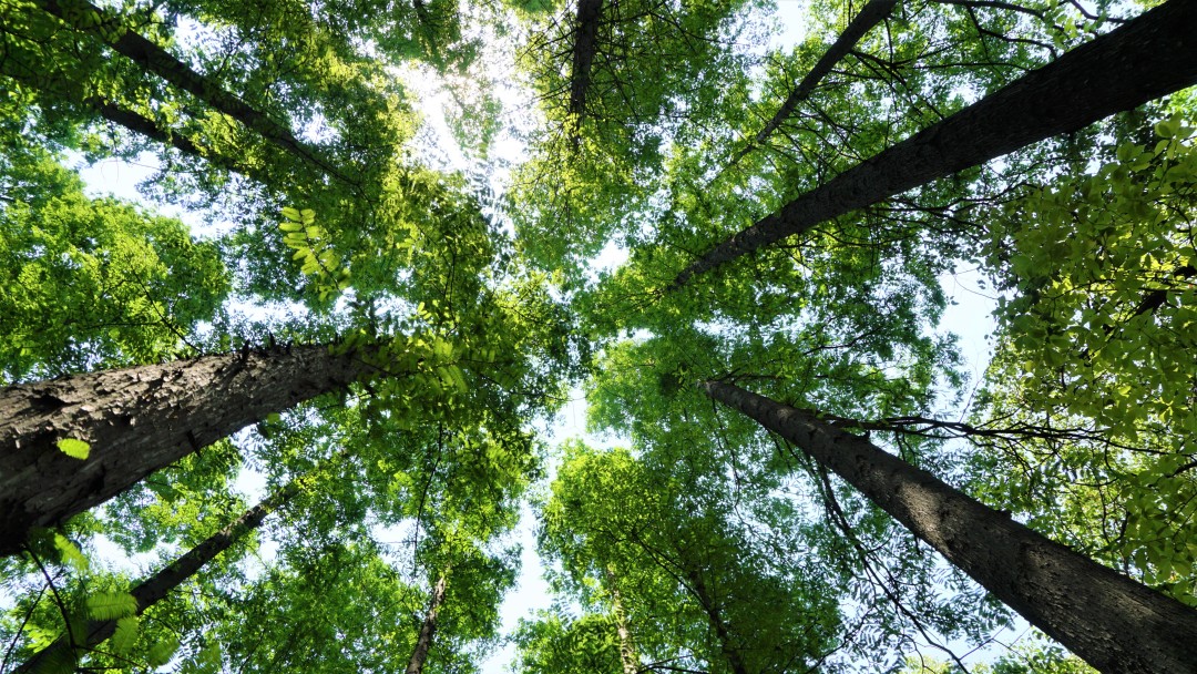 上海理工大学是魔都高校中的小确幸