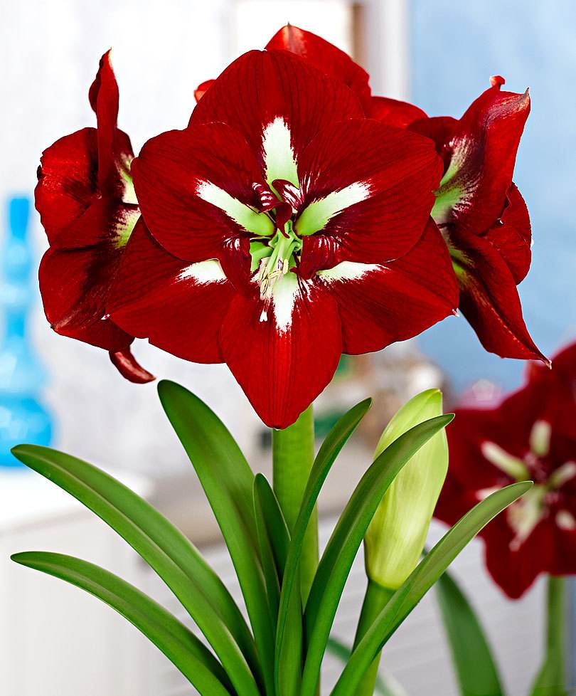 开红花的植物,6种"喜庆花",搬回家,红红火火