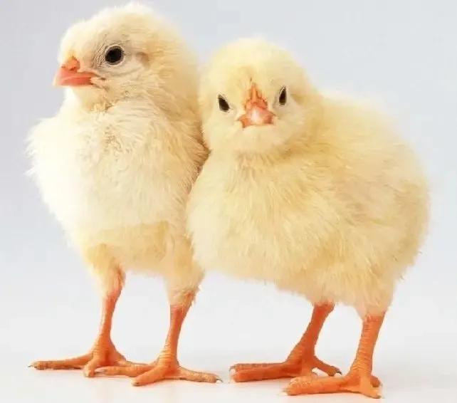 两 只 鸡 雏