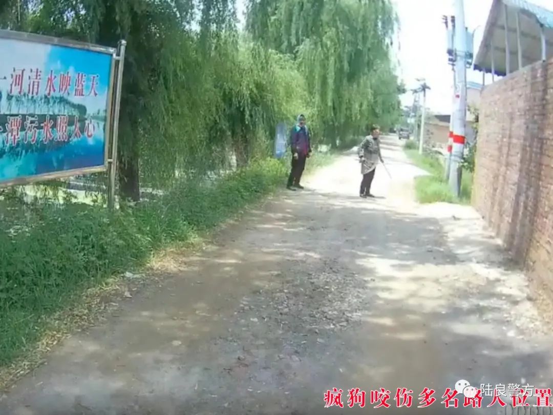 疯狗见人就咬 被民警开枪击毙