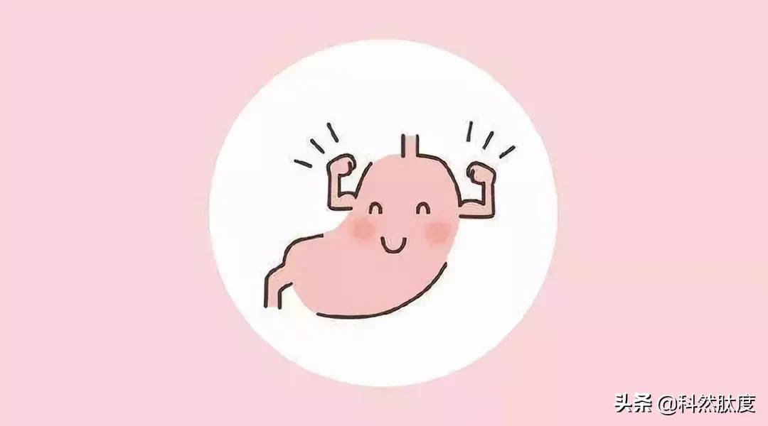 小分子肽对肠胃的作用有哪些?你知道吗?