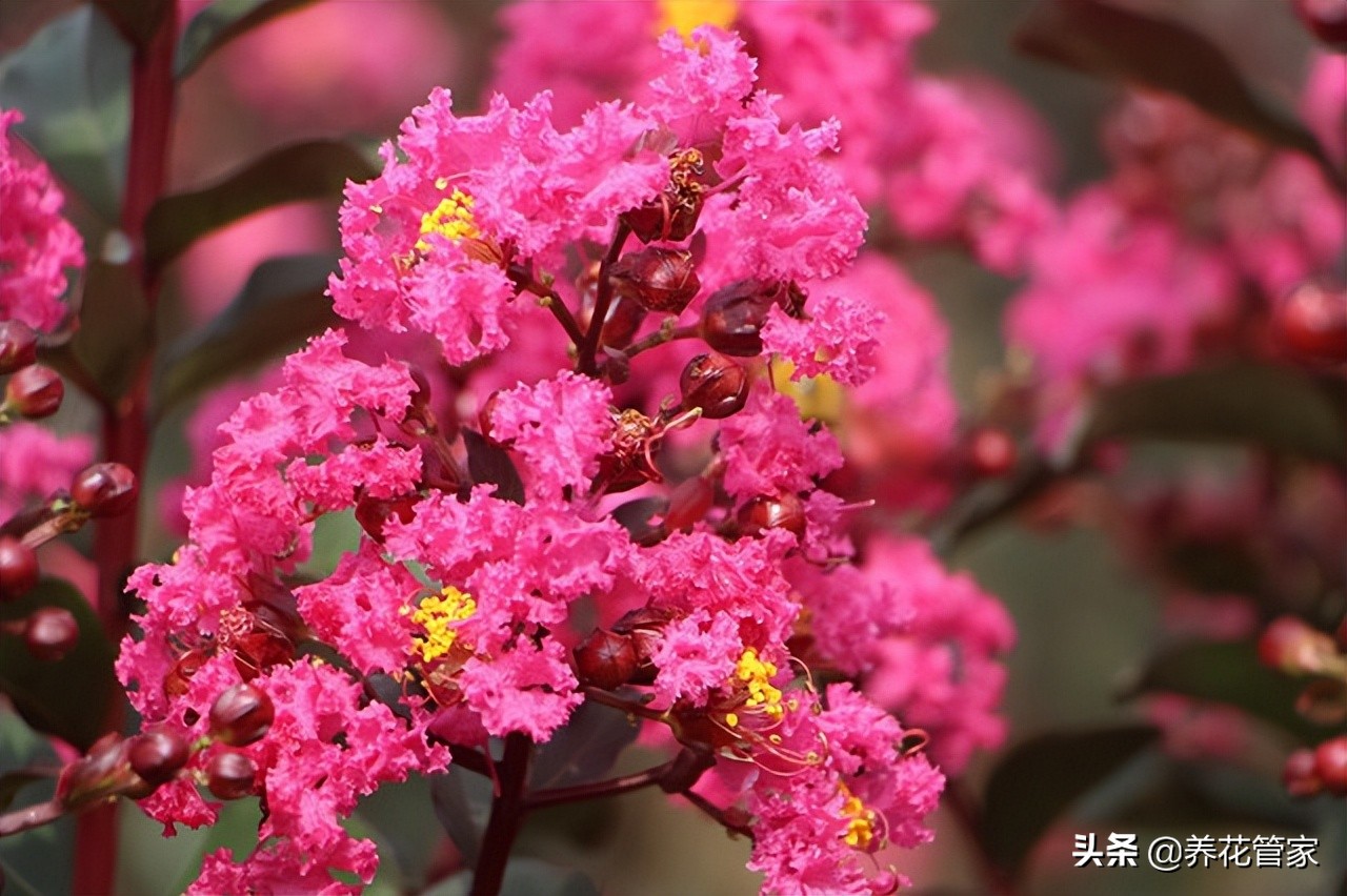 仲夏，紫薇花开！十首紫薇花经典诗词，美