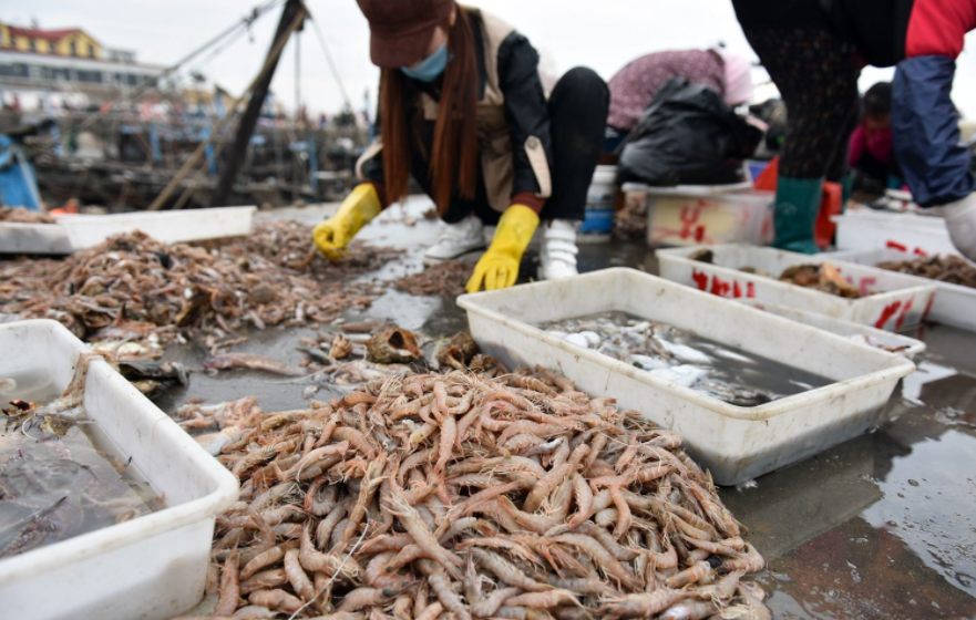 我国正式加入到南极磷虾的捕捞中,是在2013年,当时中国的捕捞,只是小