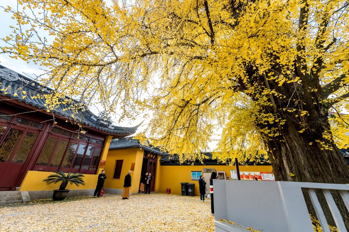上海金秋去哪玩？必打卡这6个宝藏旅行地，遇见魔都最美的秋色