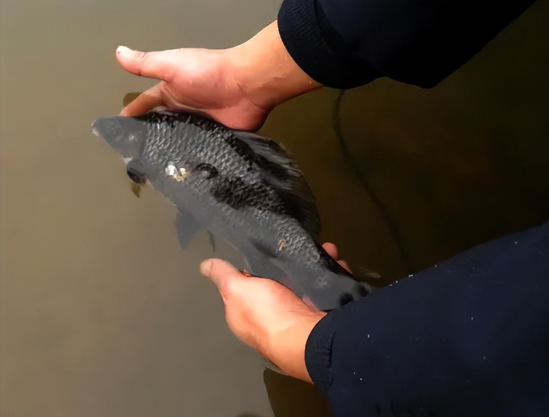 这种黑鲤鱼叫"岩原鲤",若捕捞到请放生:吃不得也钓不得