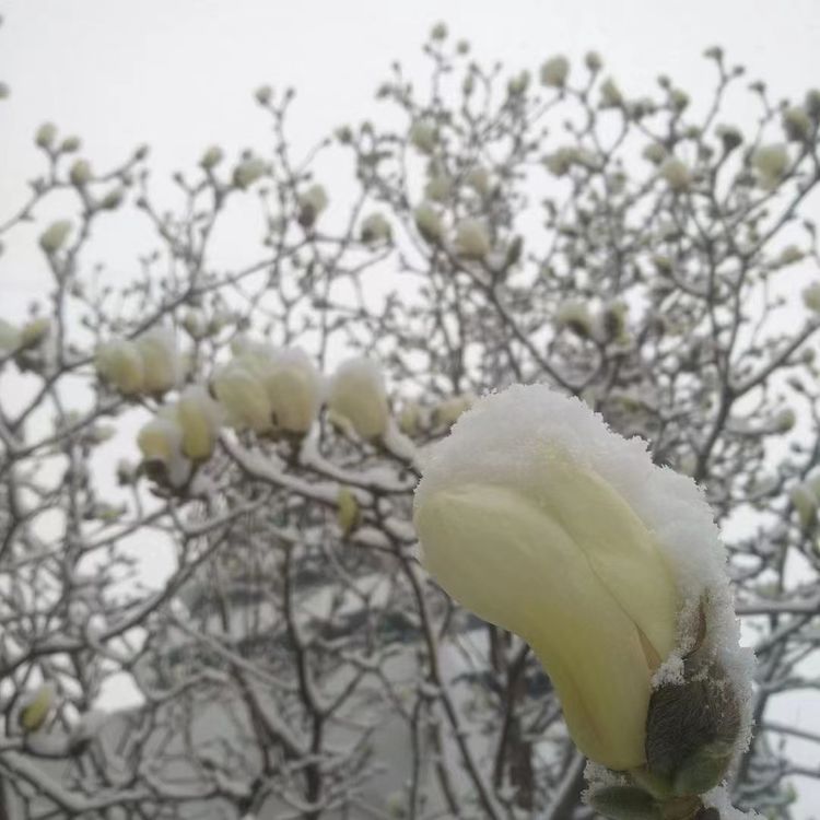 一场雪，让这里的春天真美 摄影/诗文：李武兵