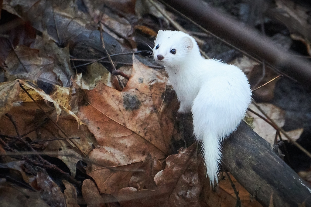 伶鼬——最小的食肉目动物,却能捕食自己体重10倍的猎物