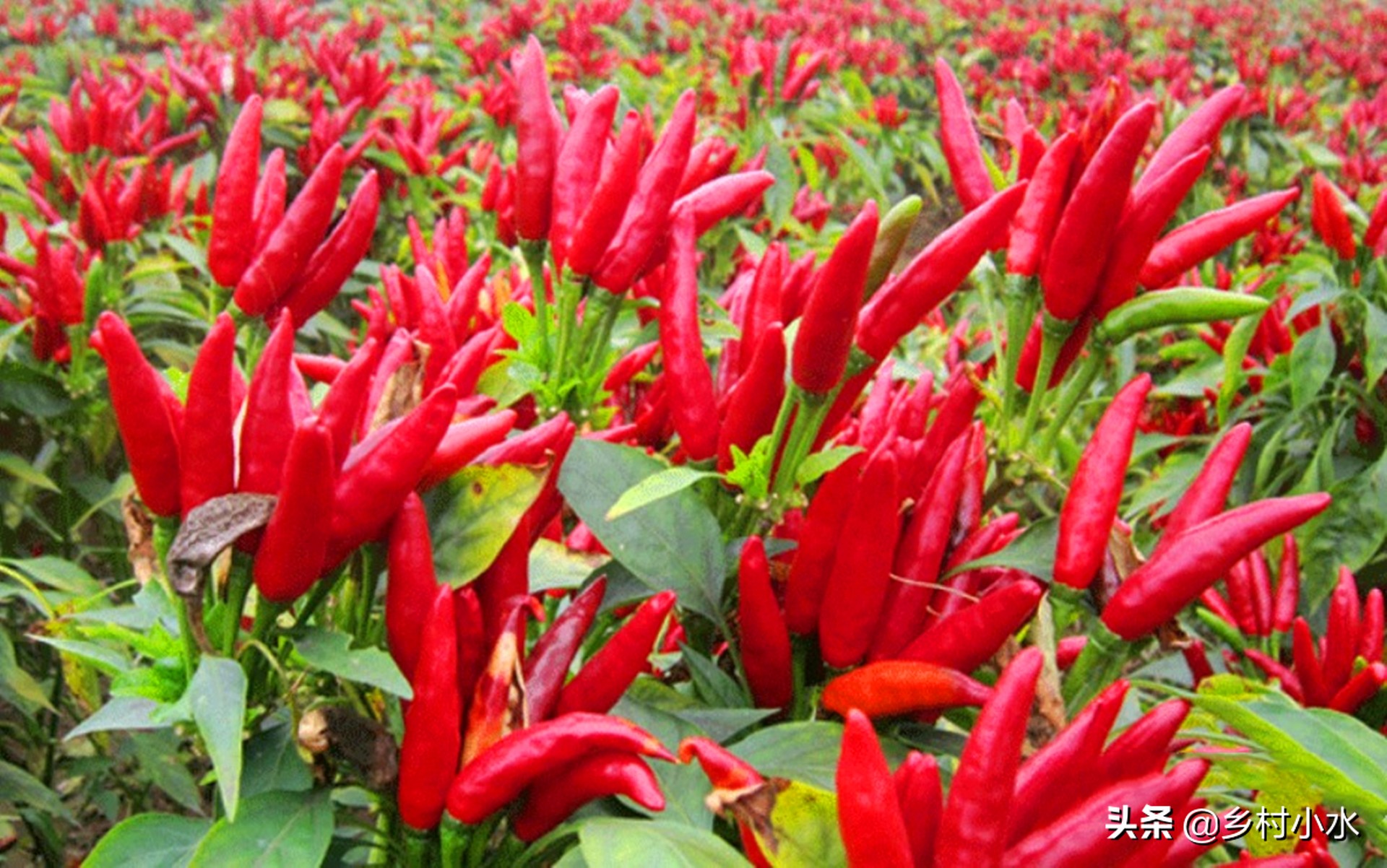 辣椒结椒少或者不结椒,老农教你6个诀窍,辣椒一直采摘到霜降