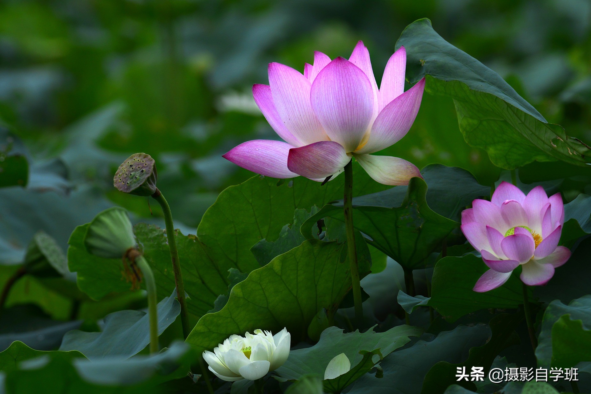 荷花攝影10個構(gòu)圖技巧，拍荷花用對構(gòu)圖，事半功倍