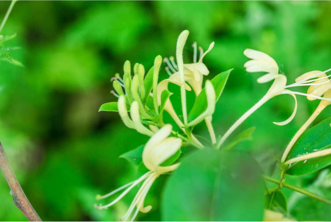 春日食花丨"鸳鸯草"有着怎样不为人知的故事?