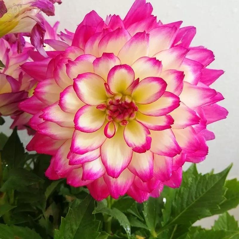 花朵美图｜温柔甜美的初吻、大丽花、耧斗菜花朵合集160张