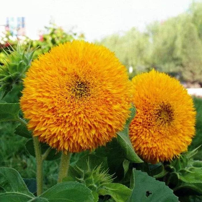 花朵美图｜温柔甜美的初吻、大丽花、耧斗菜花朵合集160张