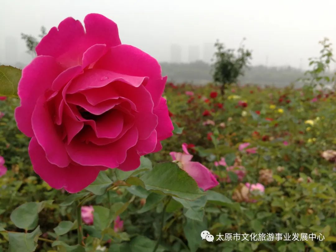 线上展览|“山河春意 锦绣太原——花的世界”主题摄影线上图片展（二十）