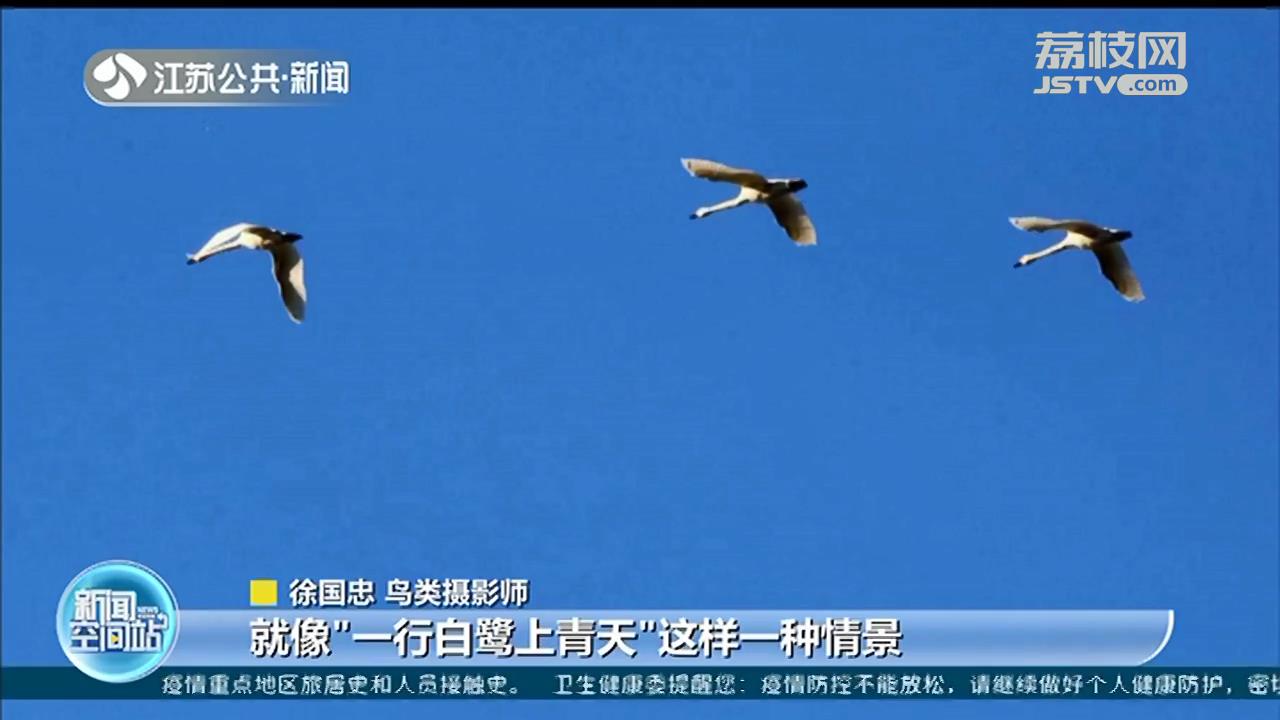 入冬以来，一群群候鸟陆续飞抵江苏