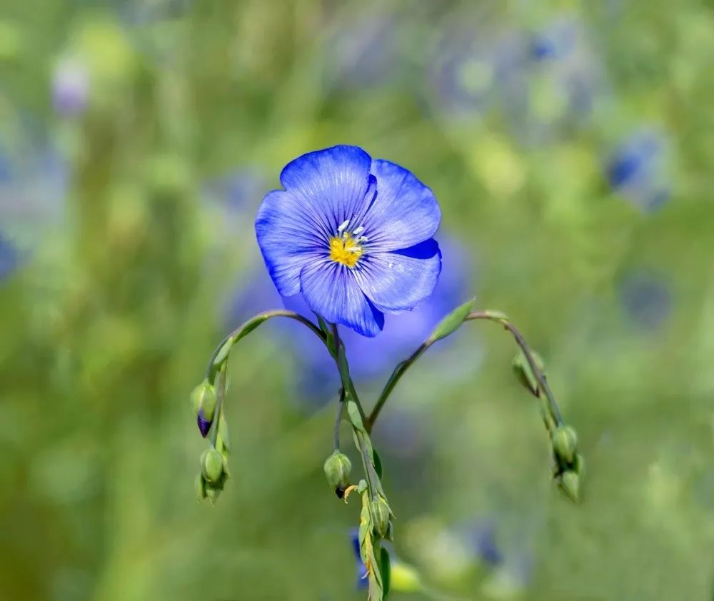 浪漫花海，赏花正当时