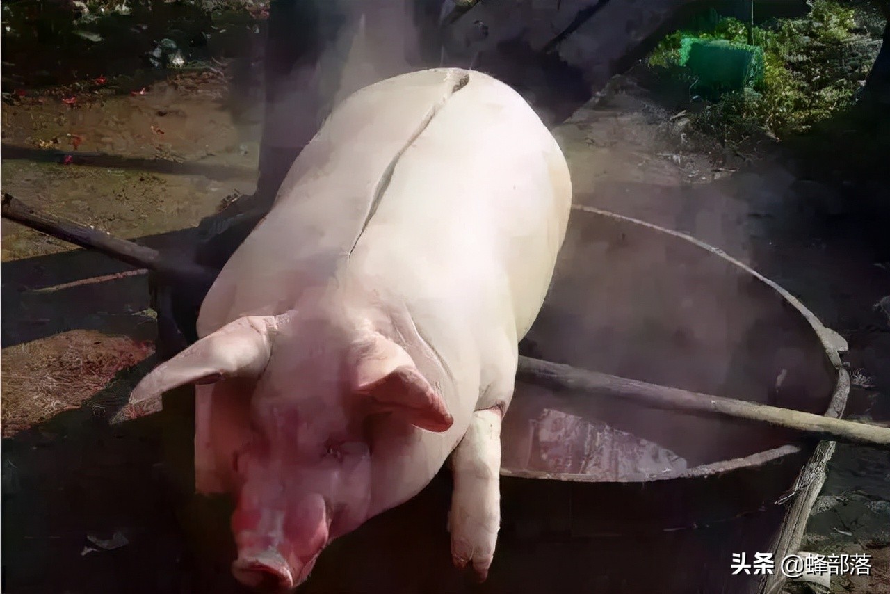 过去杀年猪总要吹得鼓鼓的再烫水,如今为啥不吹了?吹了更好吃?