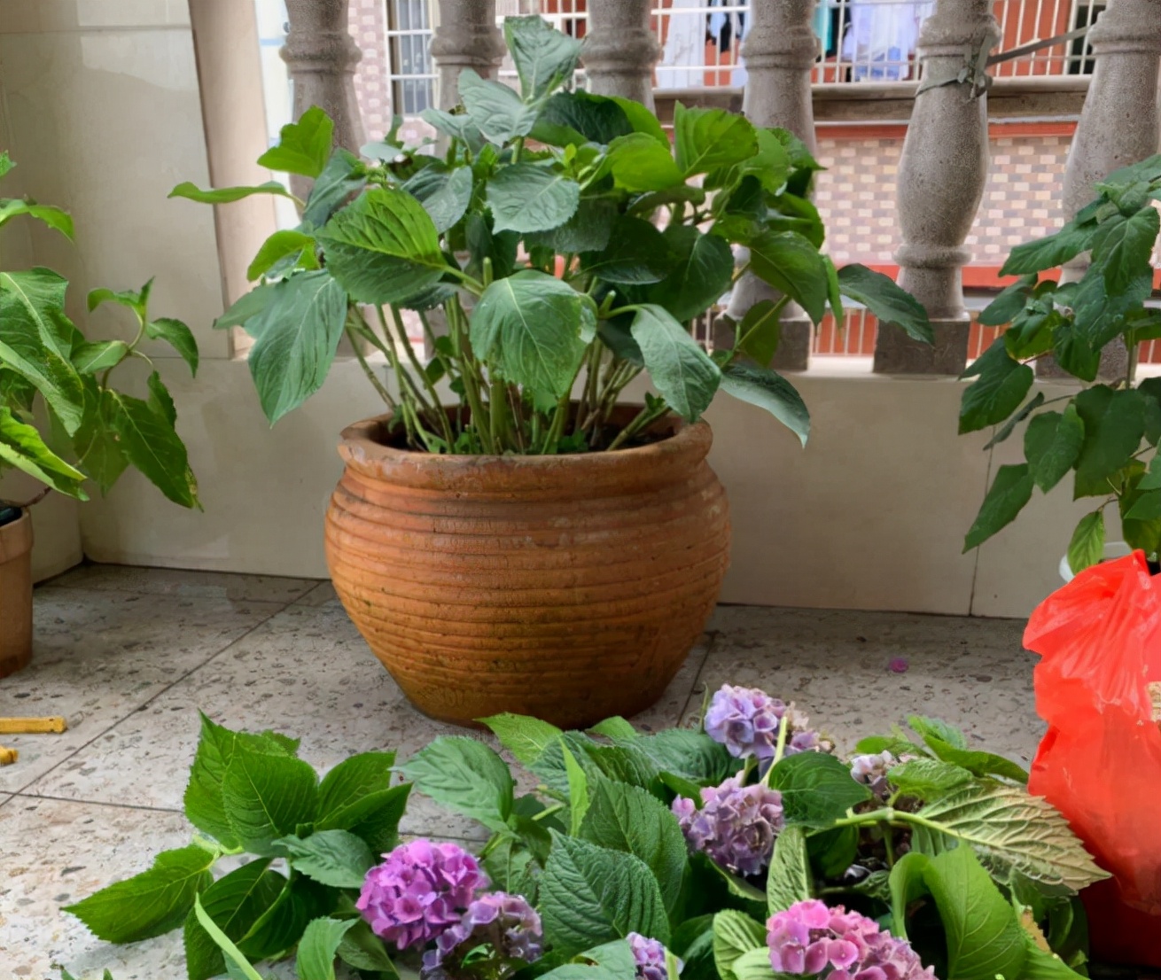 绿化花卉培育（绿化带中见到3样带回家育苗十天生根长叶）