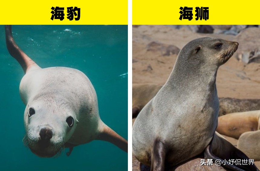 海豹和海狮的区别图片(涨知识)