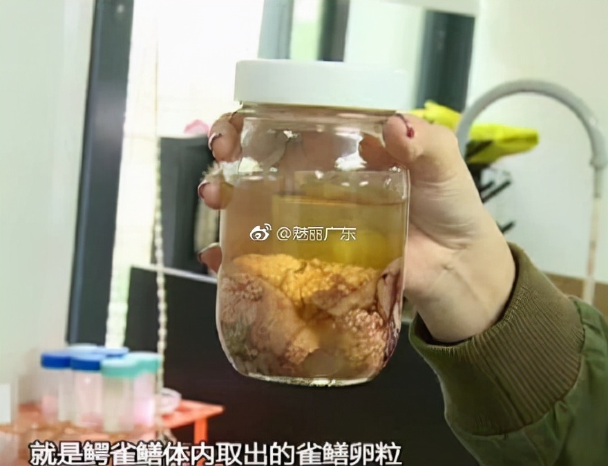 “恶魔之花”胞姐“水中杀手”入侵广东！为何不敢吃？究竟有多毒