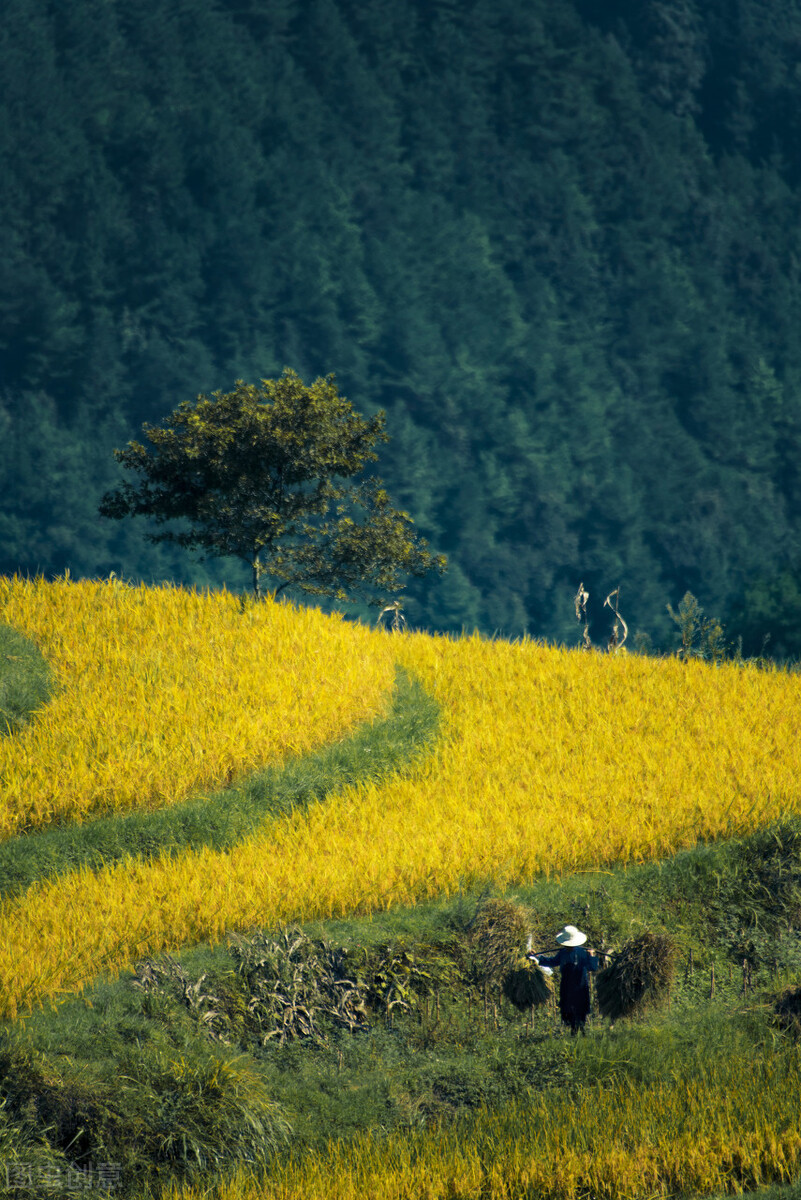 假如没有贵州，中国的春天就要凋零一半