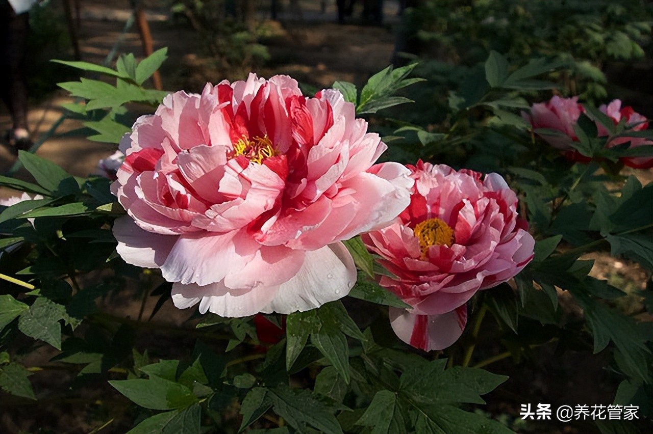 芍药是牡丹吗怎么辨别（详细解读牡丹和芍药的五大区别）