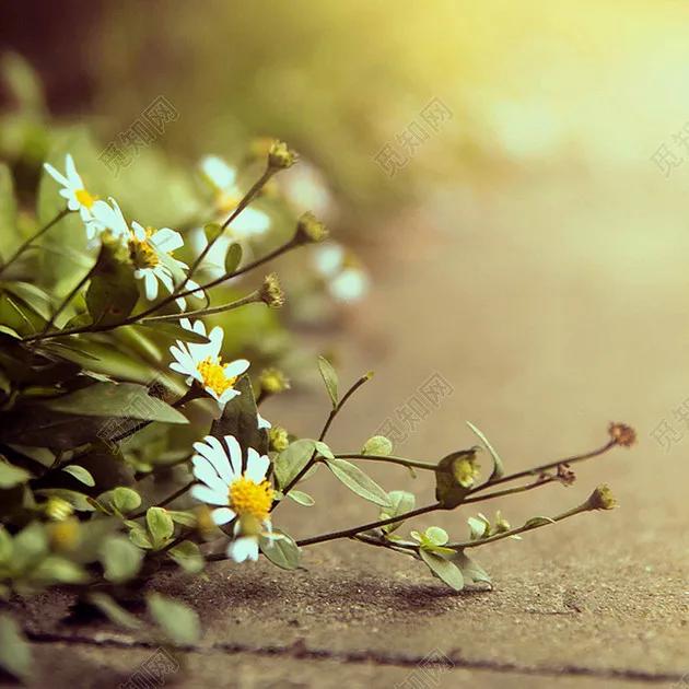 **县第*届校园艺术节主持词