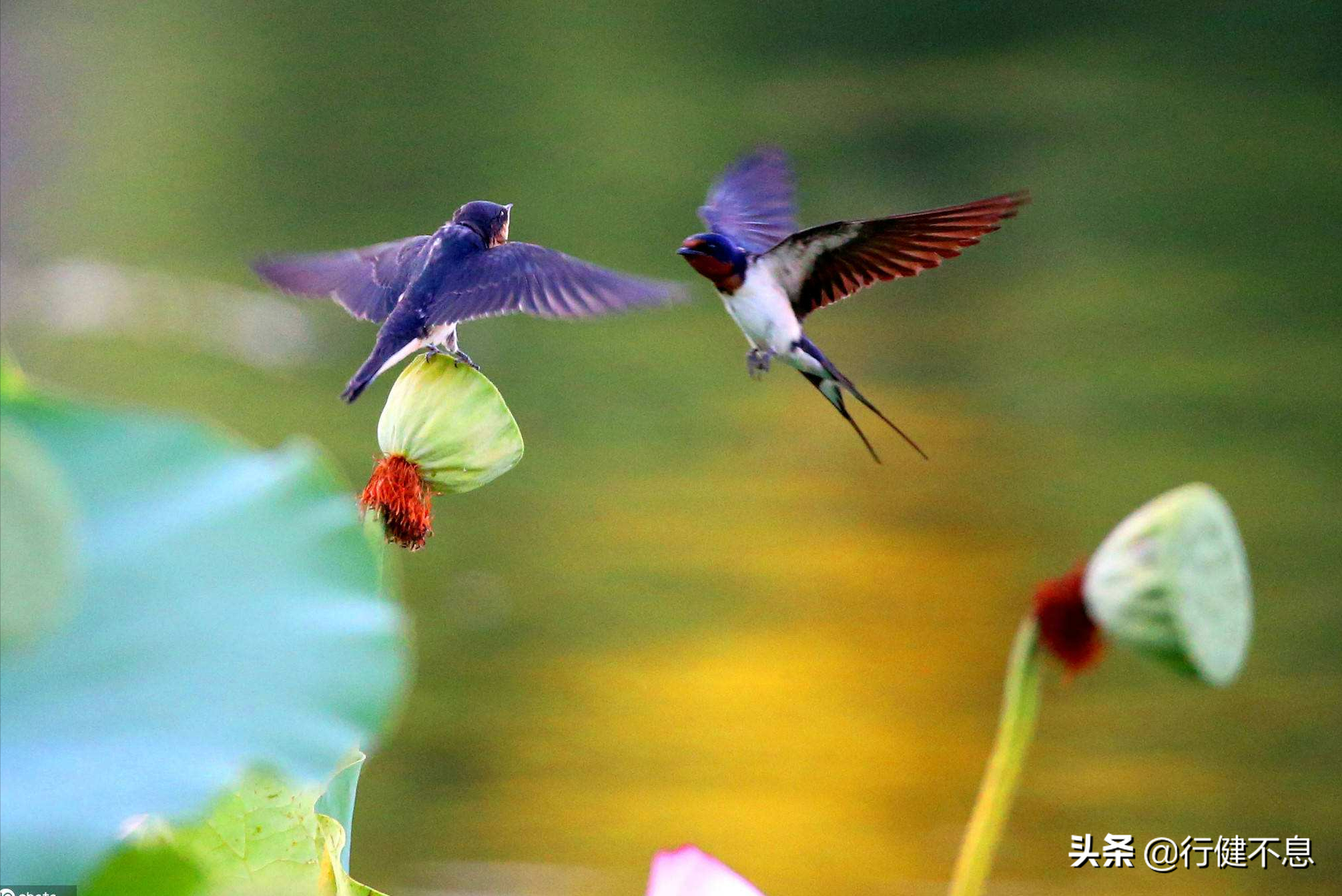 双飞燕子几时回:十二首著名诗词,倾诉诗人们的燕子情怀