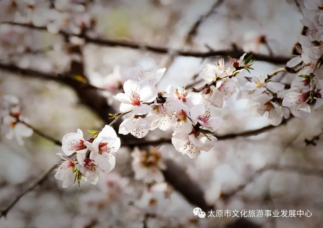 线上展览|“山河春意 锦绣太原——花的世界”主题摄影线上图片展（十四）