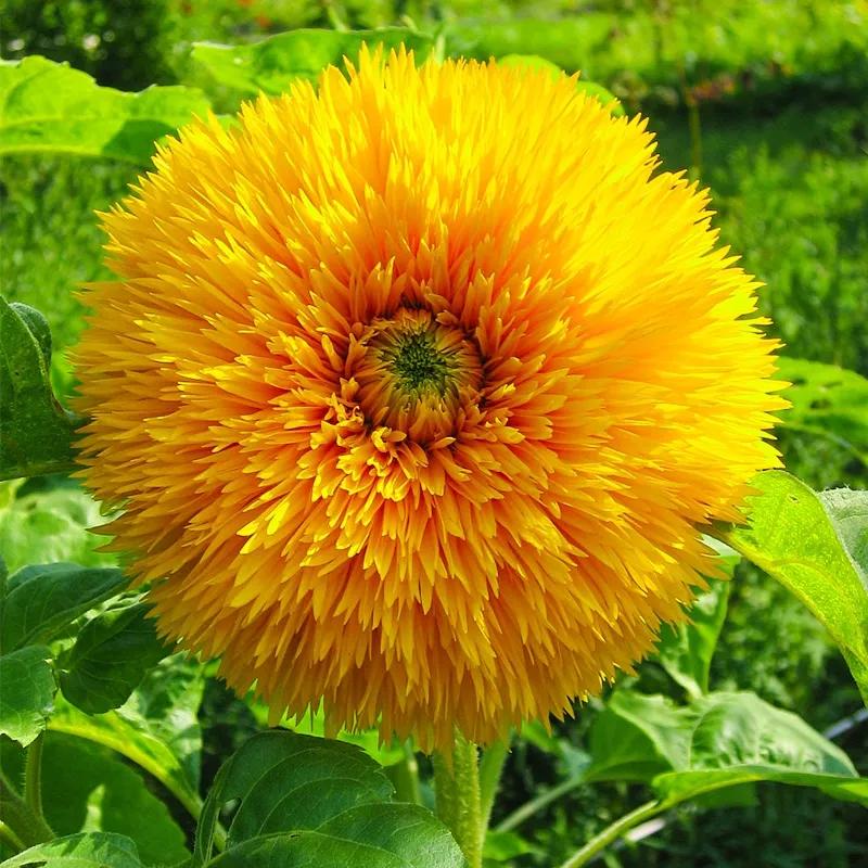花朵美图｜温柔甜美的初吻、大丽花、耧斗菜花朵合集160张