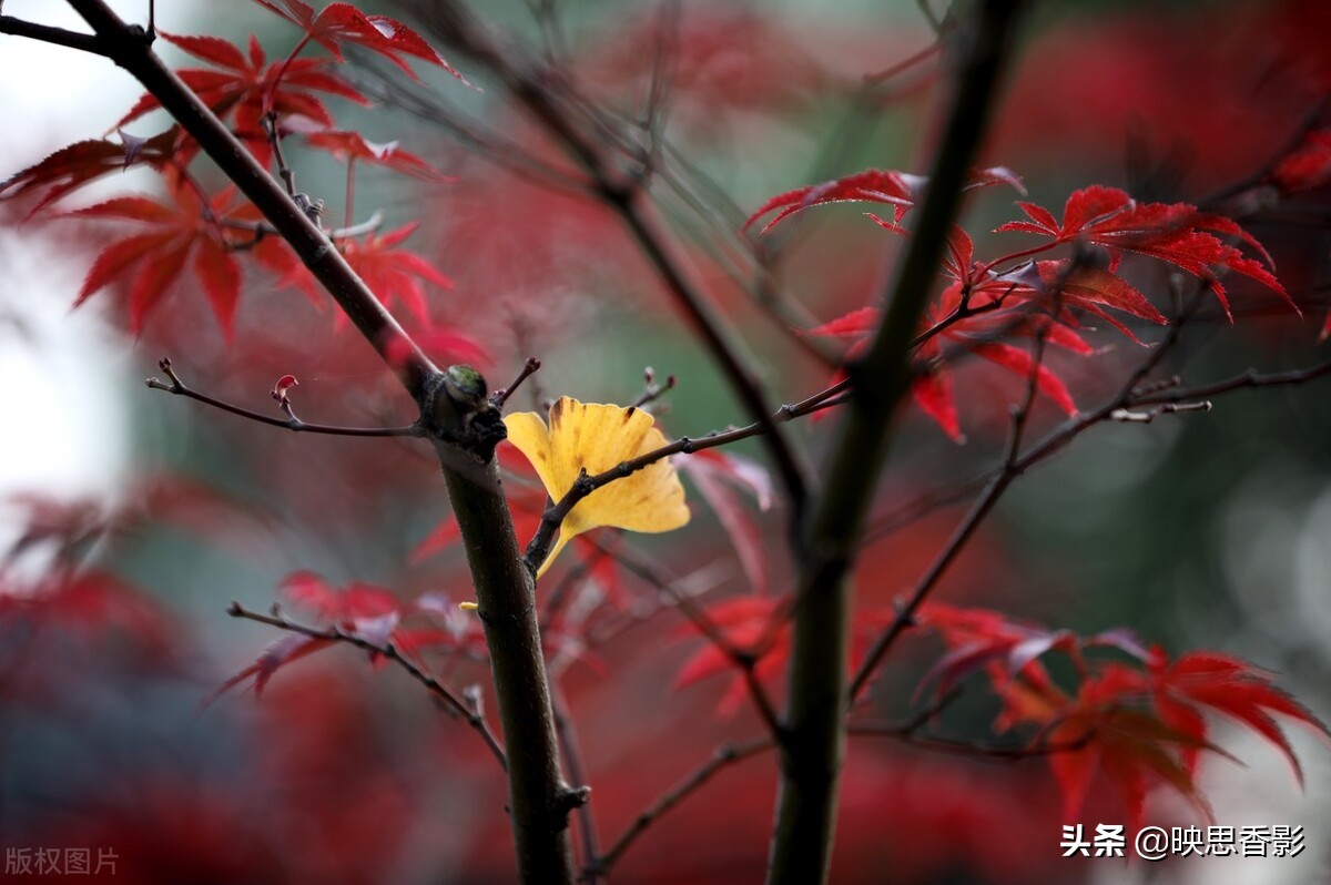 5年运营经验，总结出7条自媒体运营技巧，让你玩转内容运营