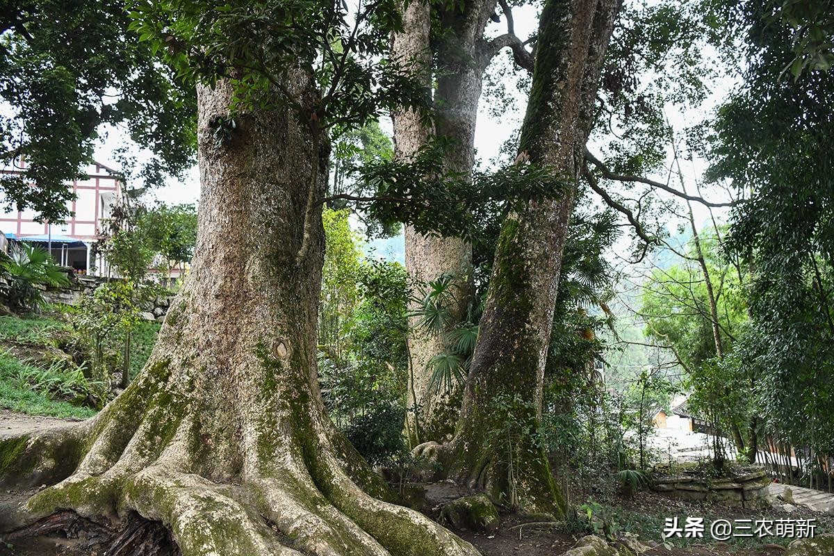 鸡翅木价格多少钱一方种花不如种