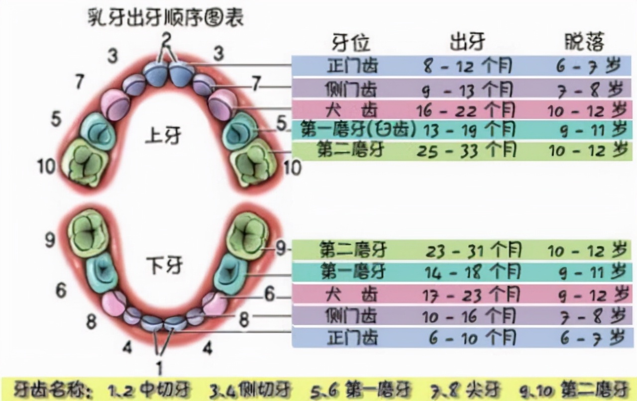 宝宝什么时候出牙？出牙顺序、表现和护理方法是什么？一文说清