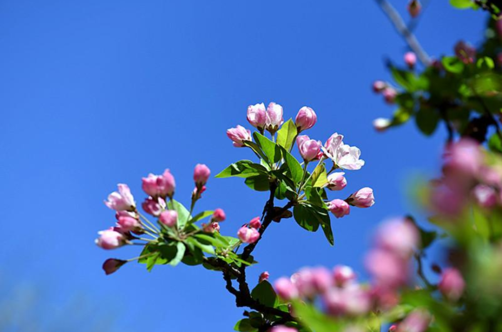 阳春三月好风光