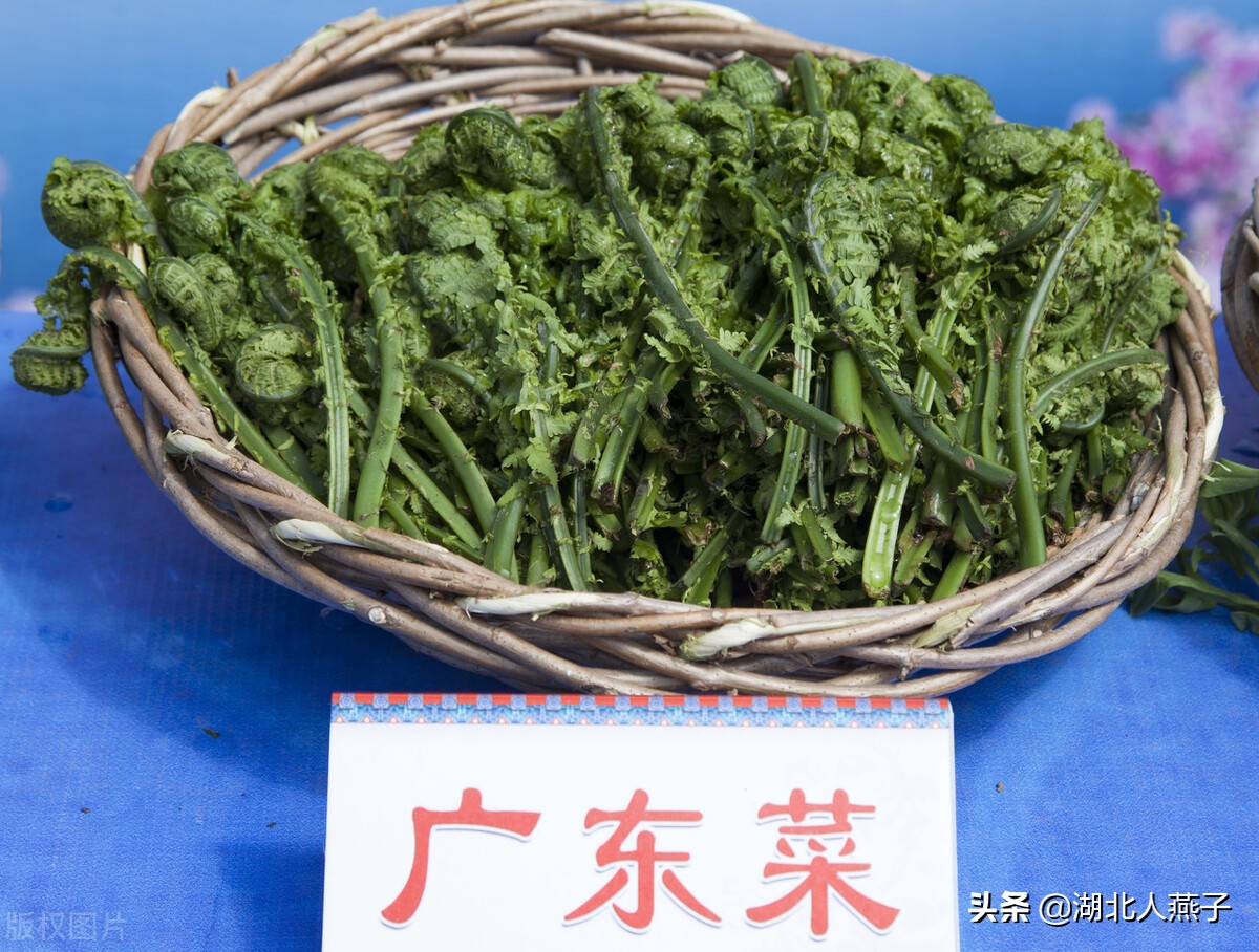 野菜的种类和做法（带你见识不同的野菜和吃法） 101