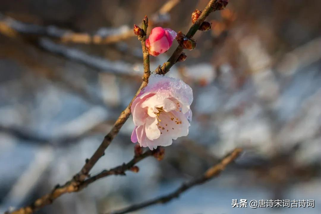 冬天，并未沉睡