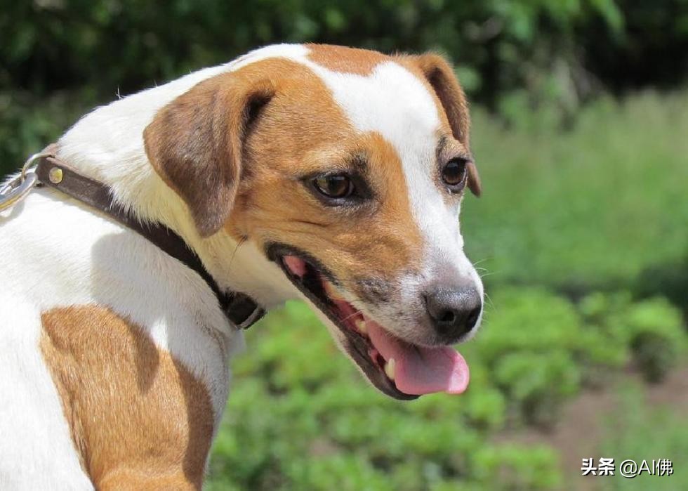 沃克猎狐犬